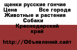 щенки русские гончие › Цена ­ 4 000 - Все города Животные и растения » Собаки   . Краснодарский край